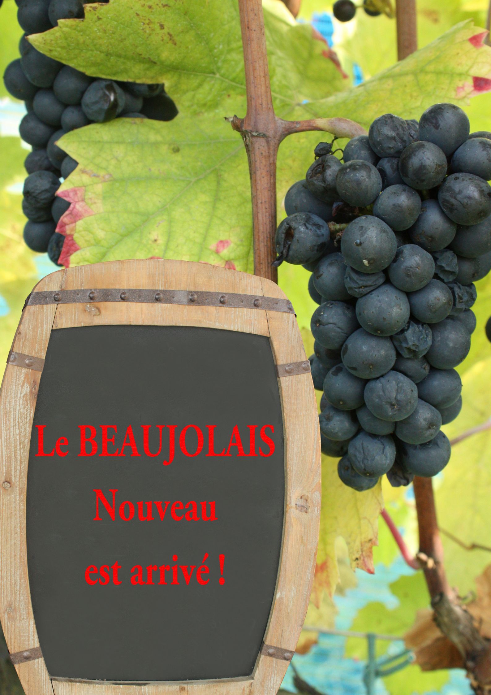 Lire la suite à propos de l’article Le Beaujolais Nouveau arrive ! 16/11/2023